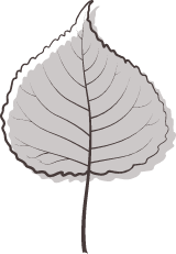 Gray Poplar Leaf
