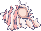 Marine Snail Shell